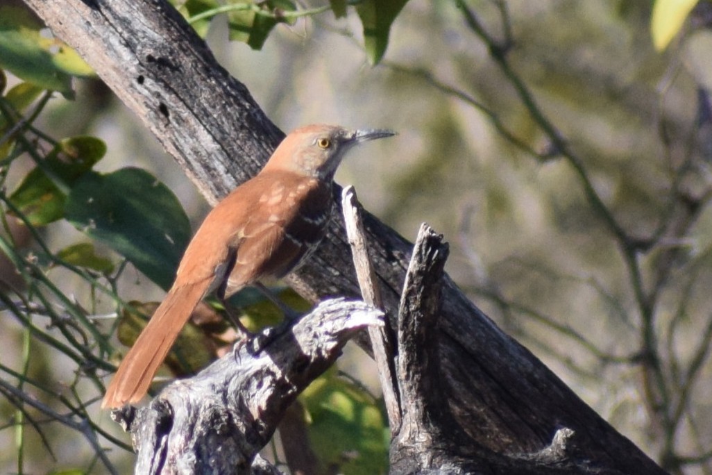 Cuitlacoche Rojizo - ML647253918