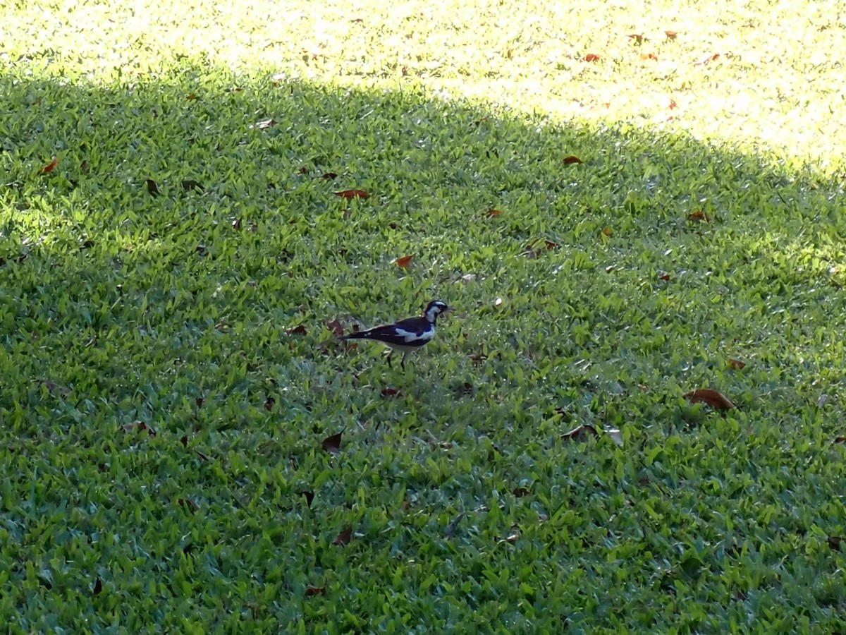 Magpie-lark - ML647253940