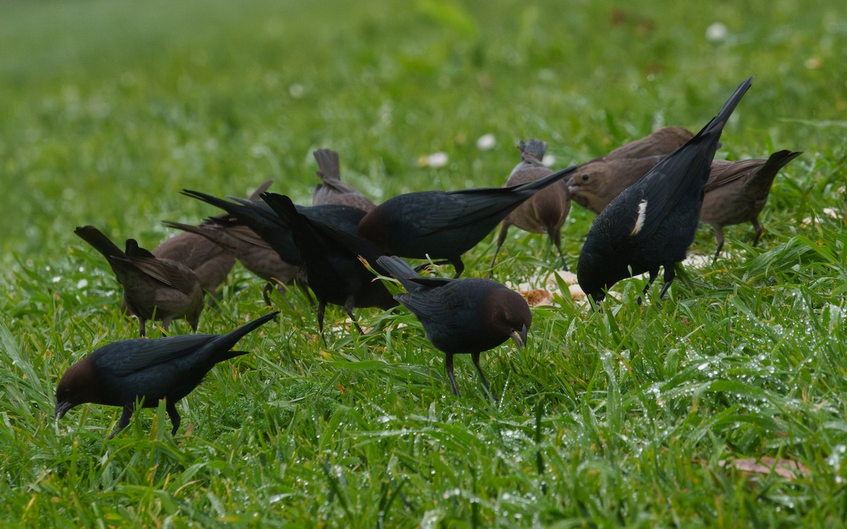 Tricolored Blackbird - ML647253954