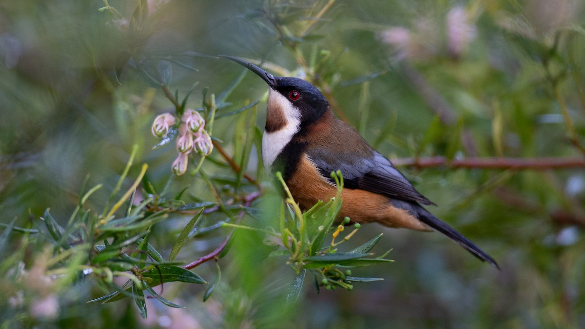 Eastern Spinebill - ML647253958