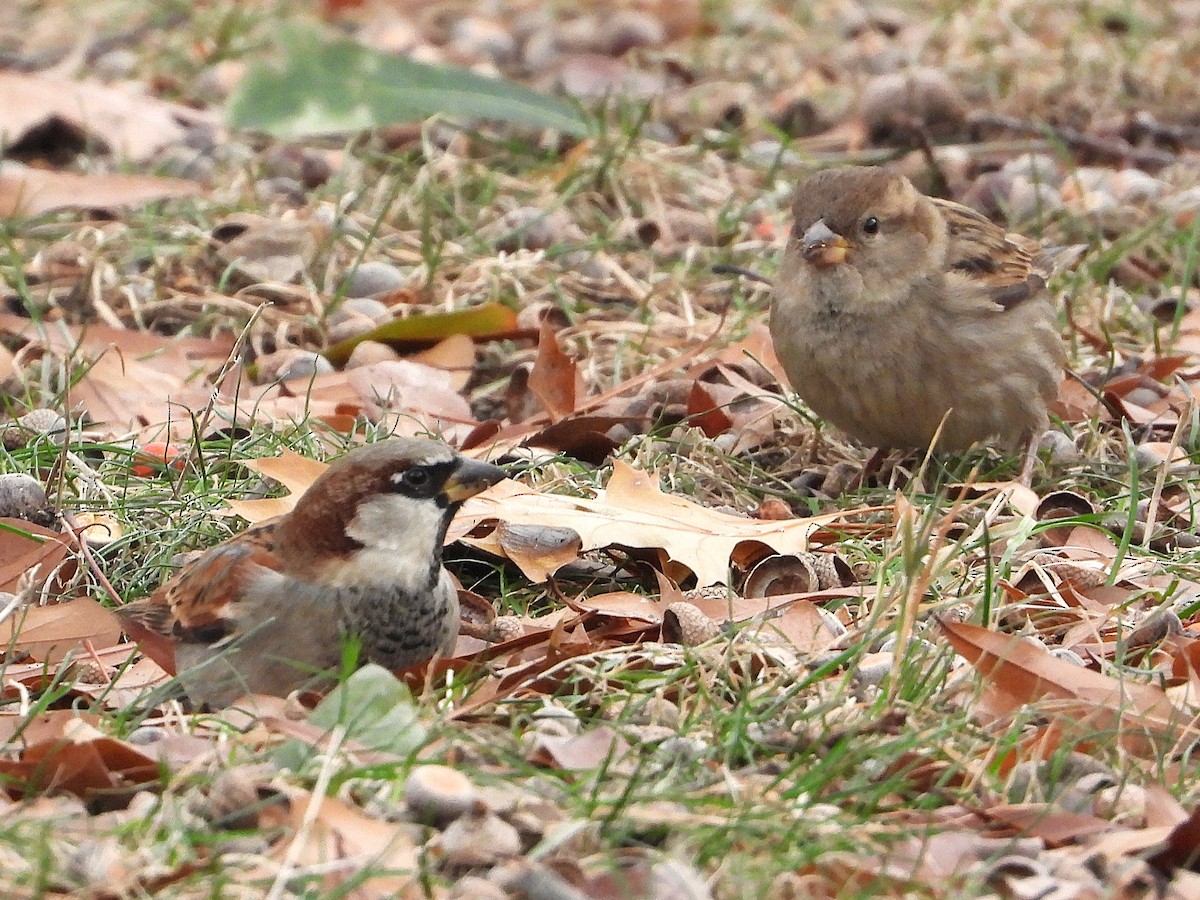House Sparrow - ML647253966