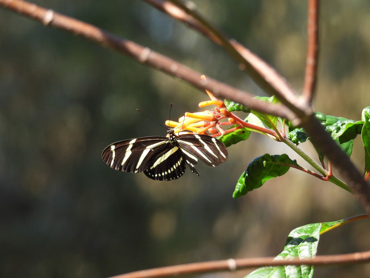 Zebra Longwing - ML647253971