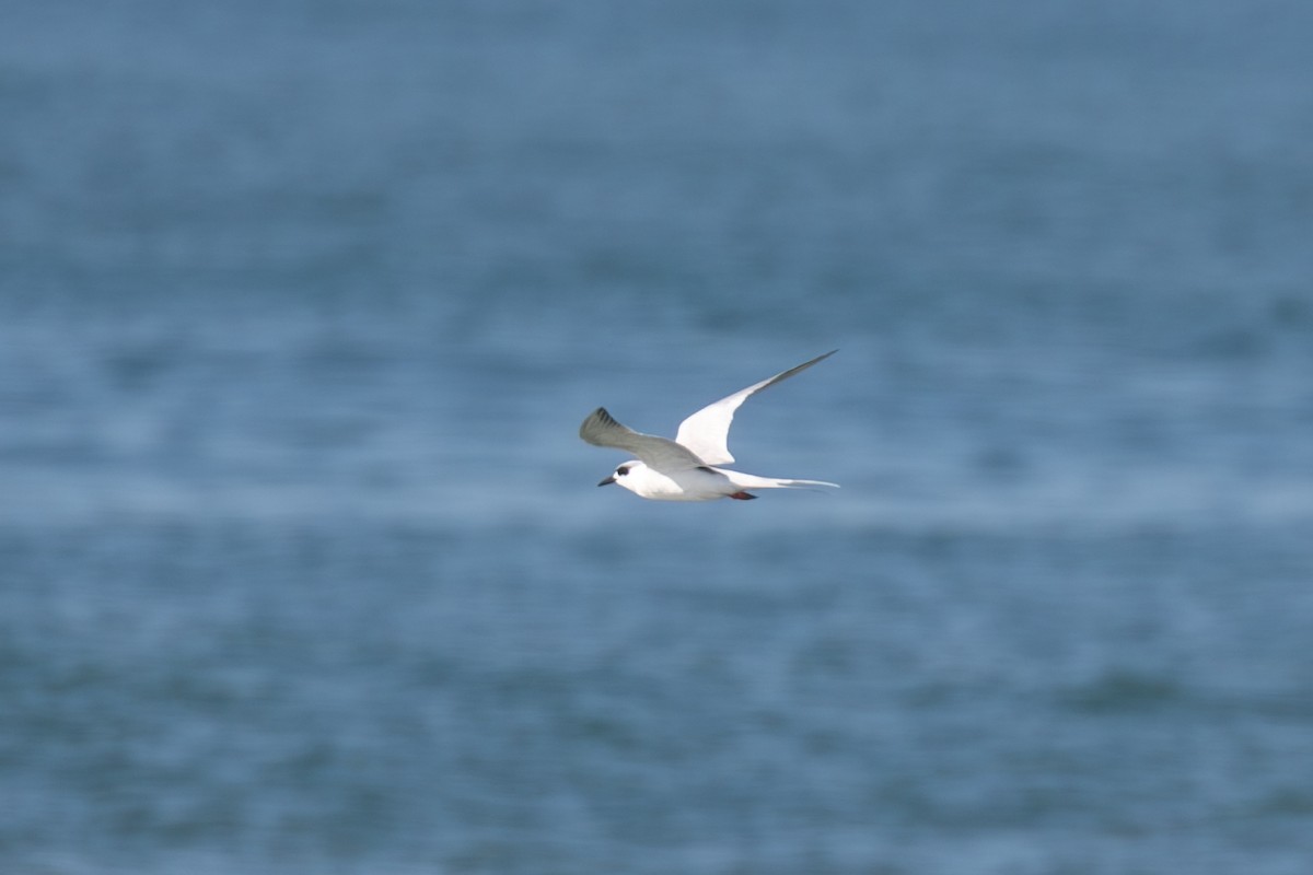 Forster's Tern - ML647253977