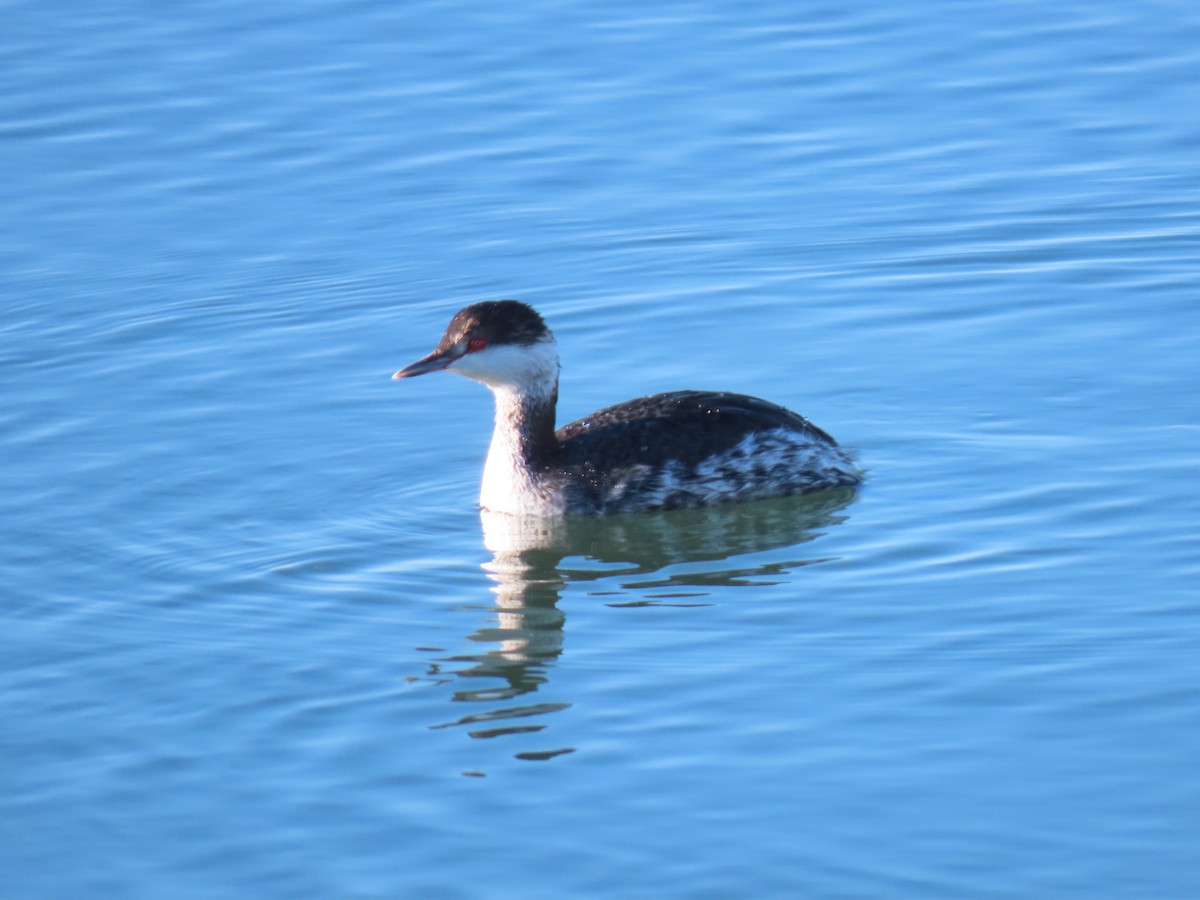 Horned Grebe - ML647253983