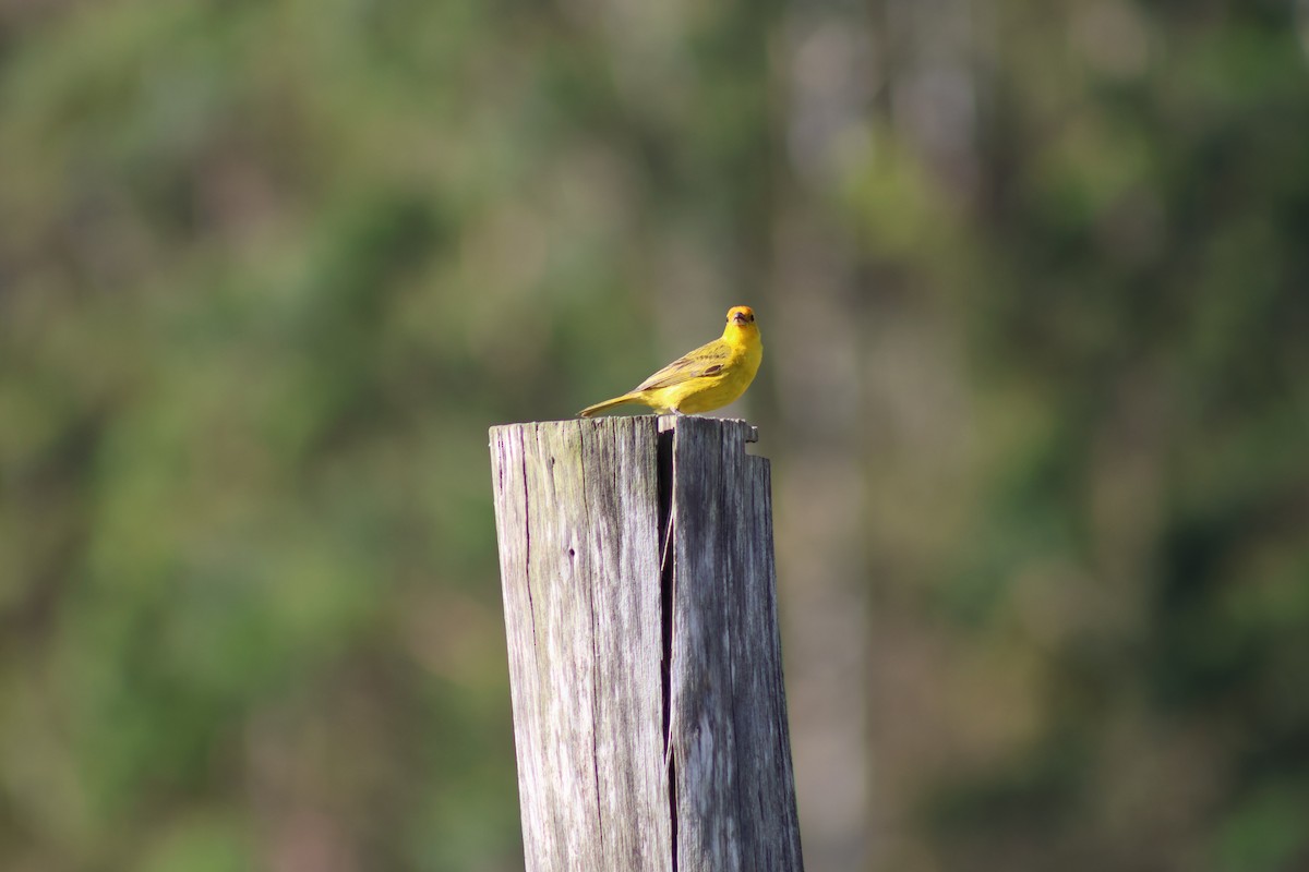 Saffron Finch - ML647253998