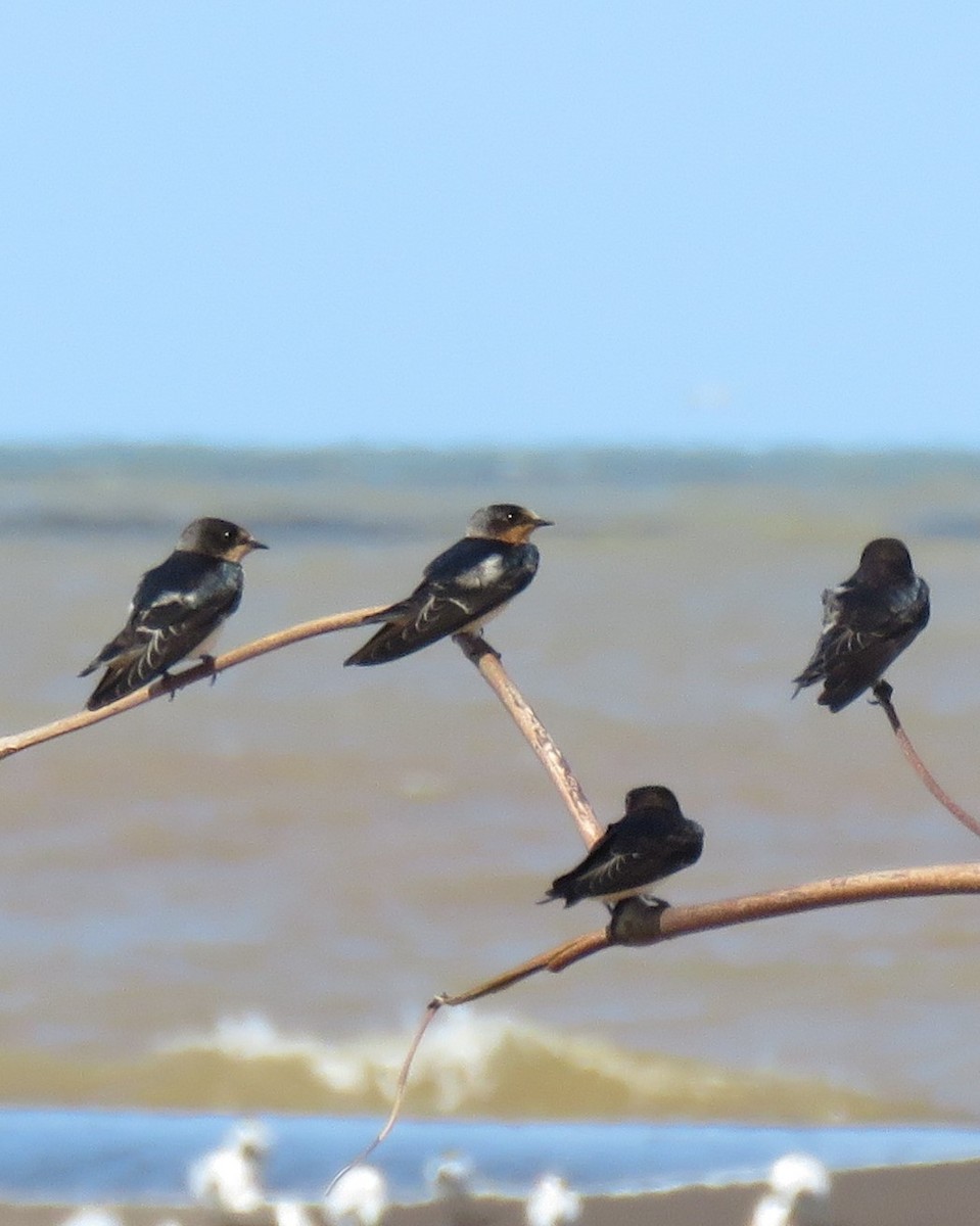 Ластівка сільська - ML647254031