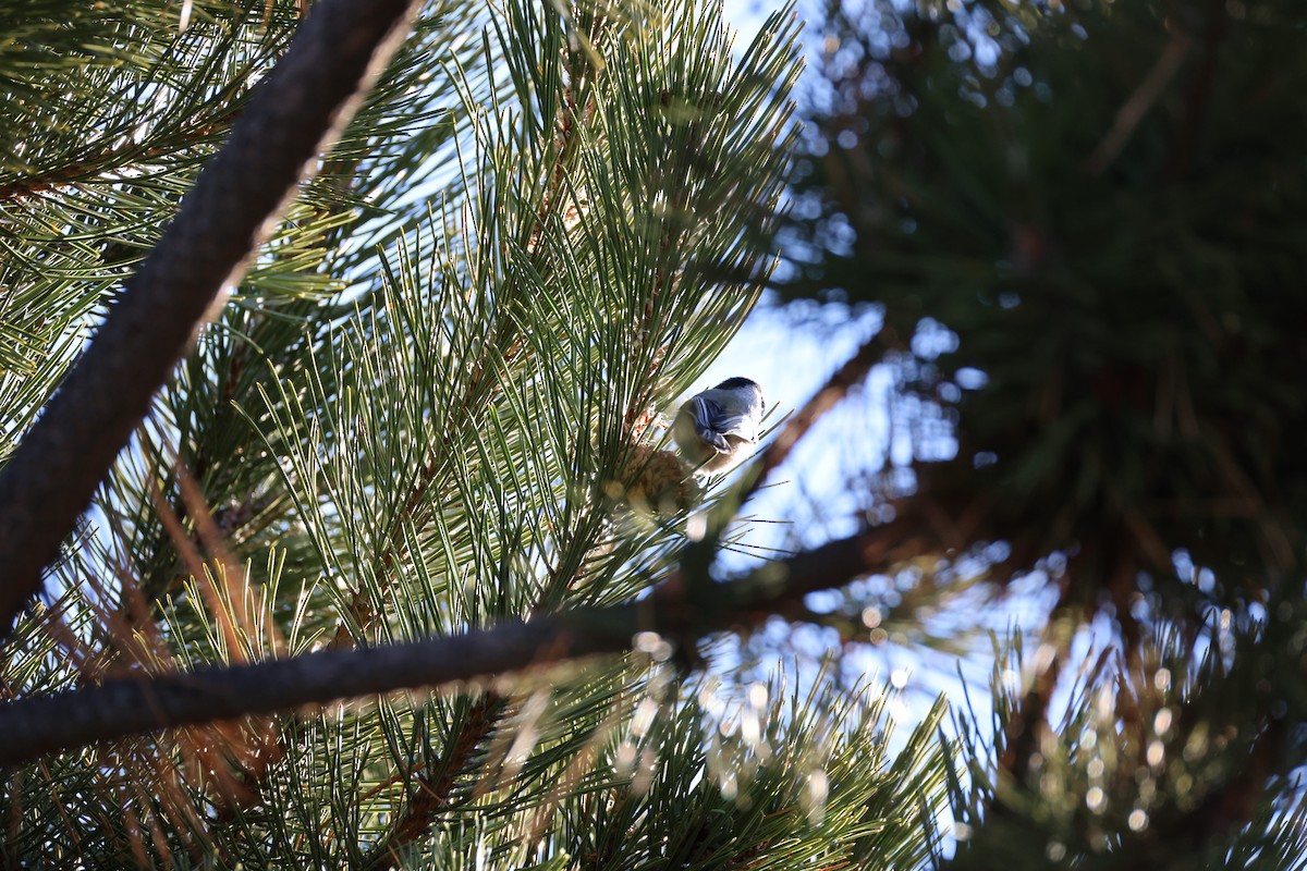 Black-capped Chickadee - ML647254046