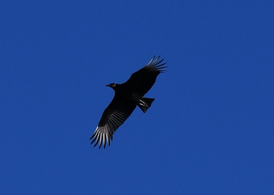 Black Vulture - ML647254055