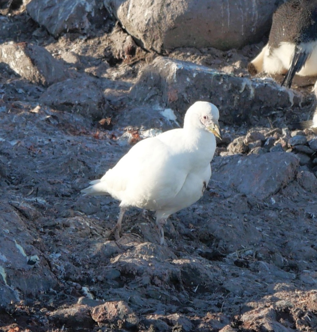 Snowy Sheathbill - ML647254076