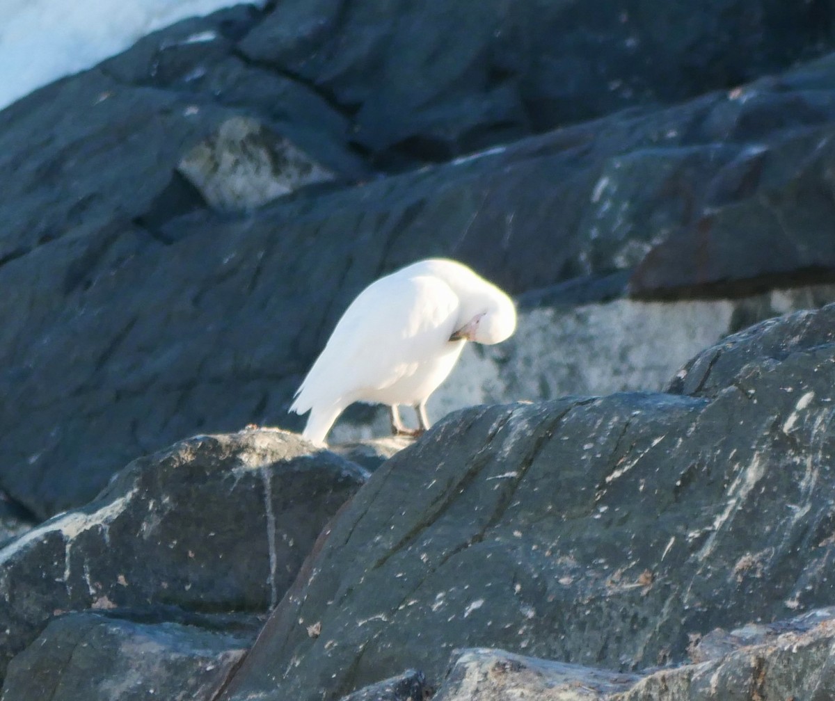 Snowy Sheathbill - ML647254077