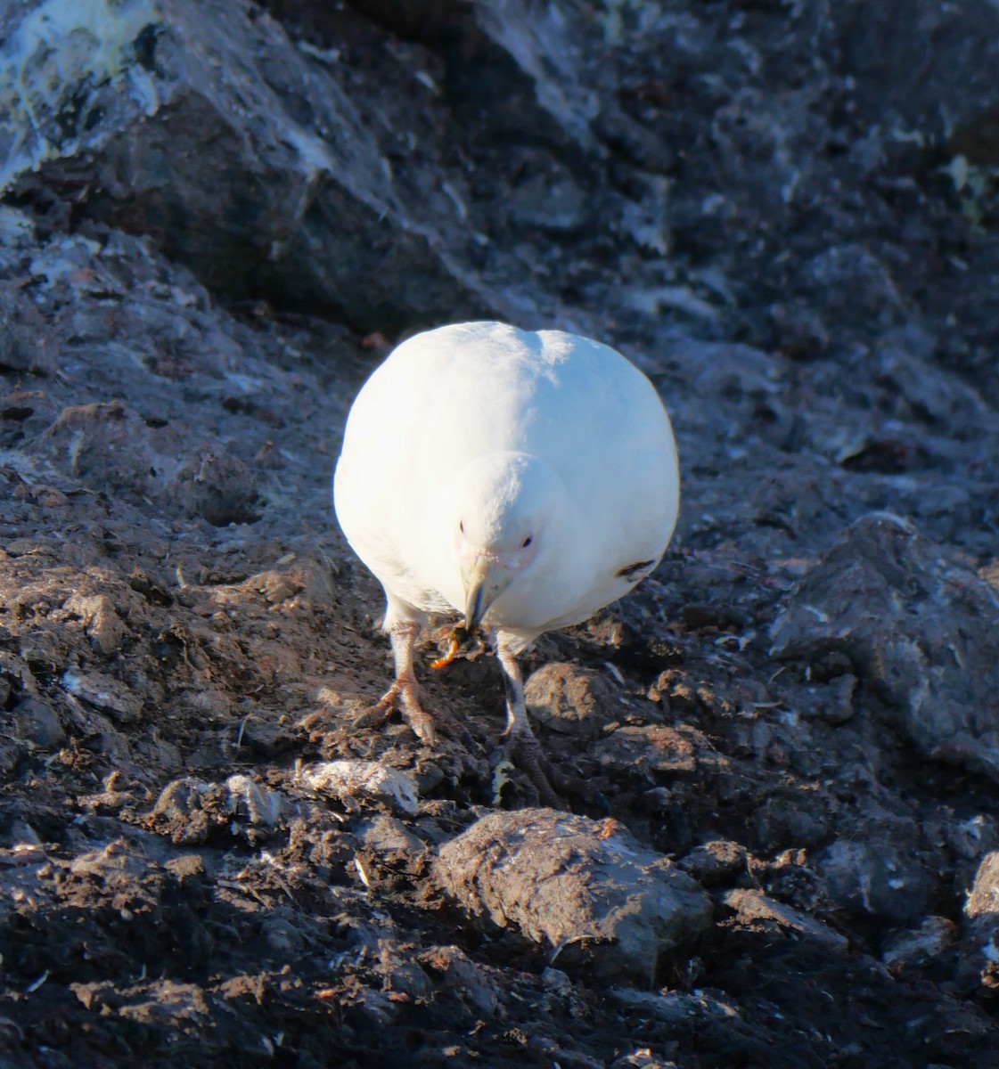 Snowy Sheathbill - ML647254078