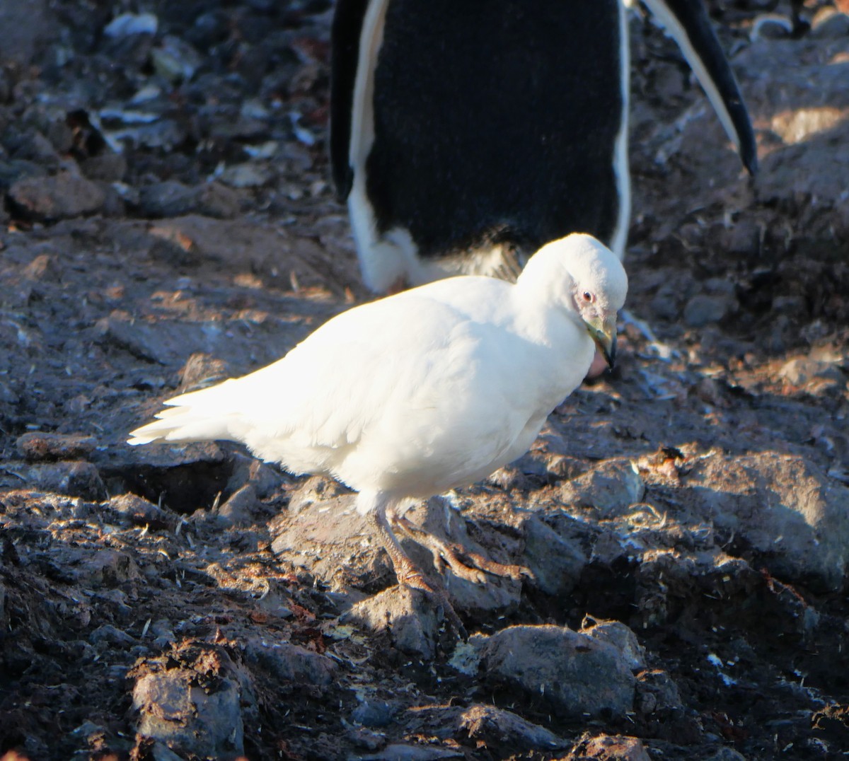 Snowy Sheathbill - ML647254079