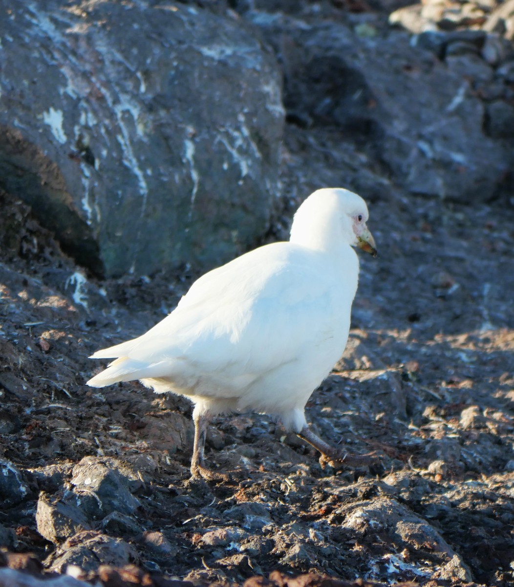 Snowy Sheathbill - ML647254080