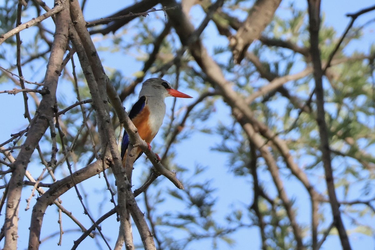 Alción Cabeciblanco - ML647254089