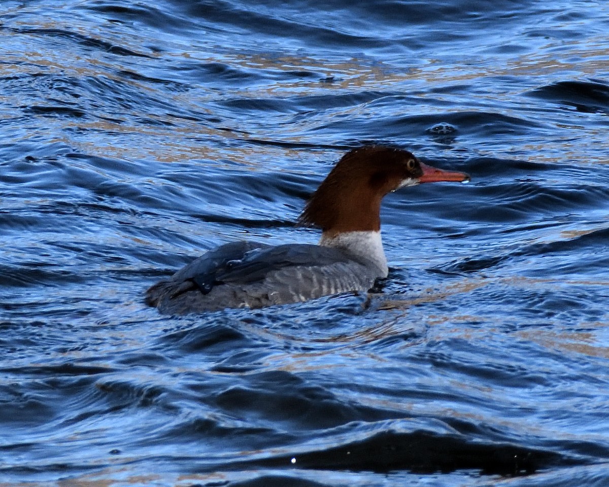 Common Merganser - ML647254093