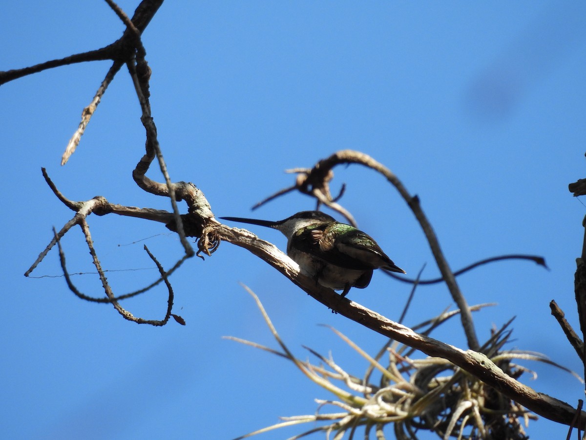 Рубиновогорлый колибри - ML647254101