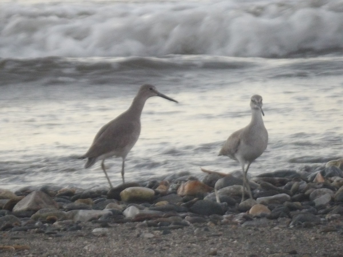 Willet - ML647254103