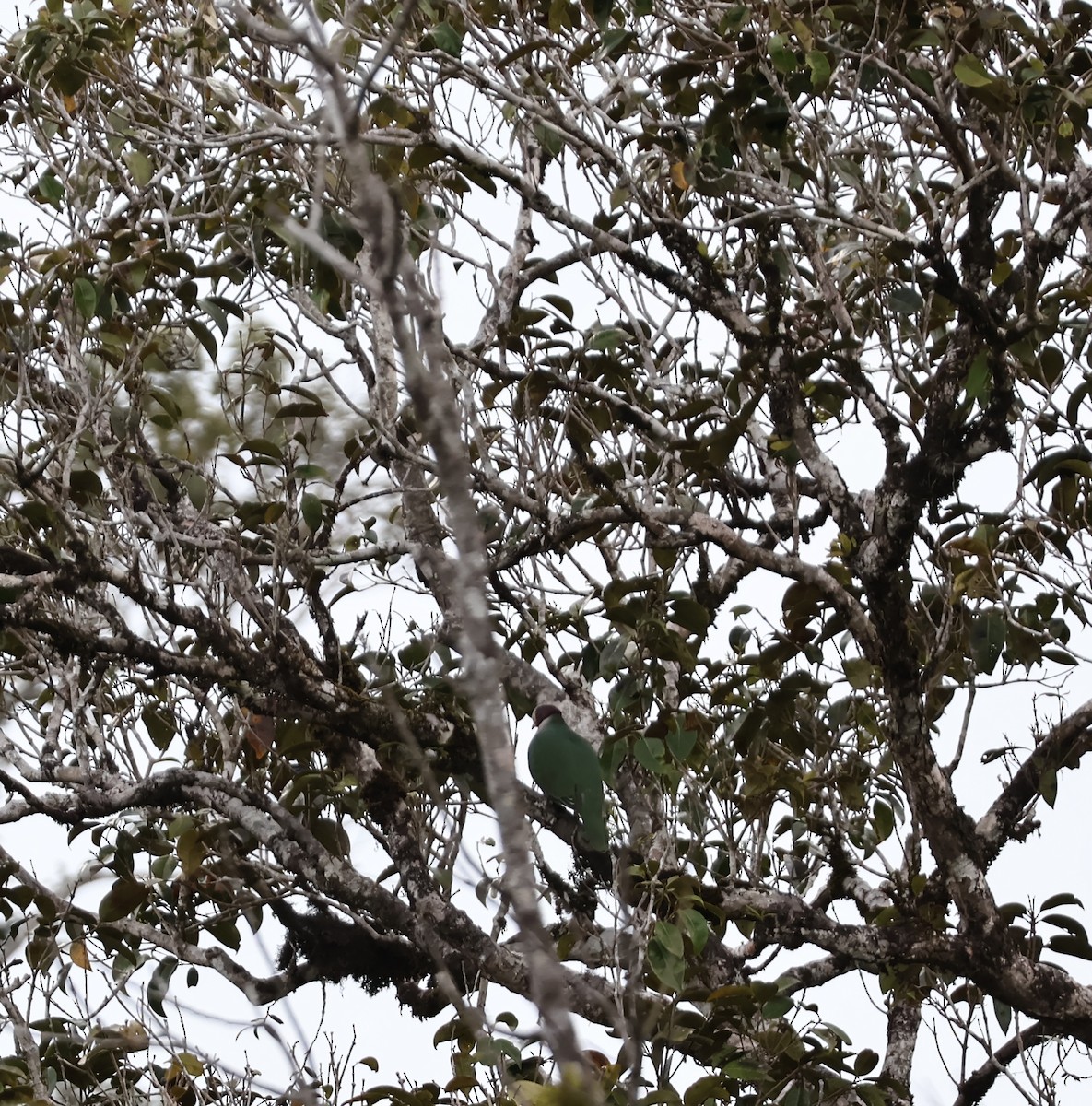 Yellow-breasted Fruit-Dove - ML647254104