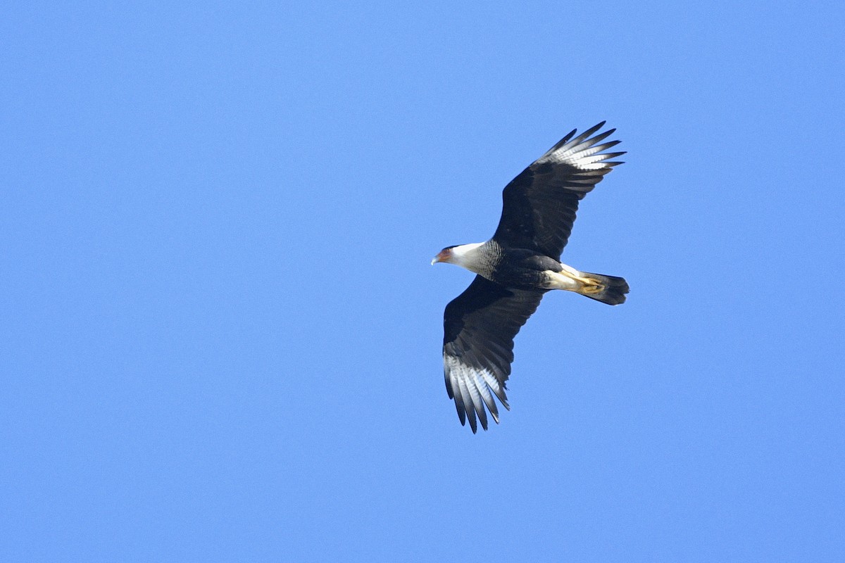 Crested Caracara - ML647254107