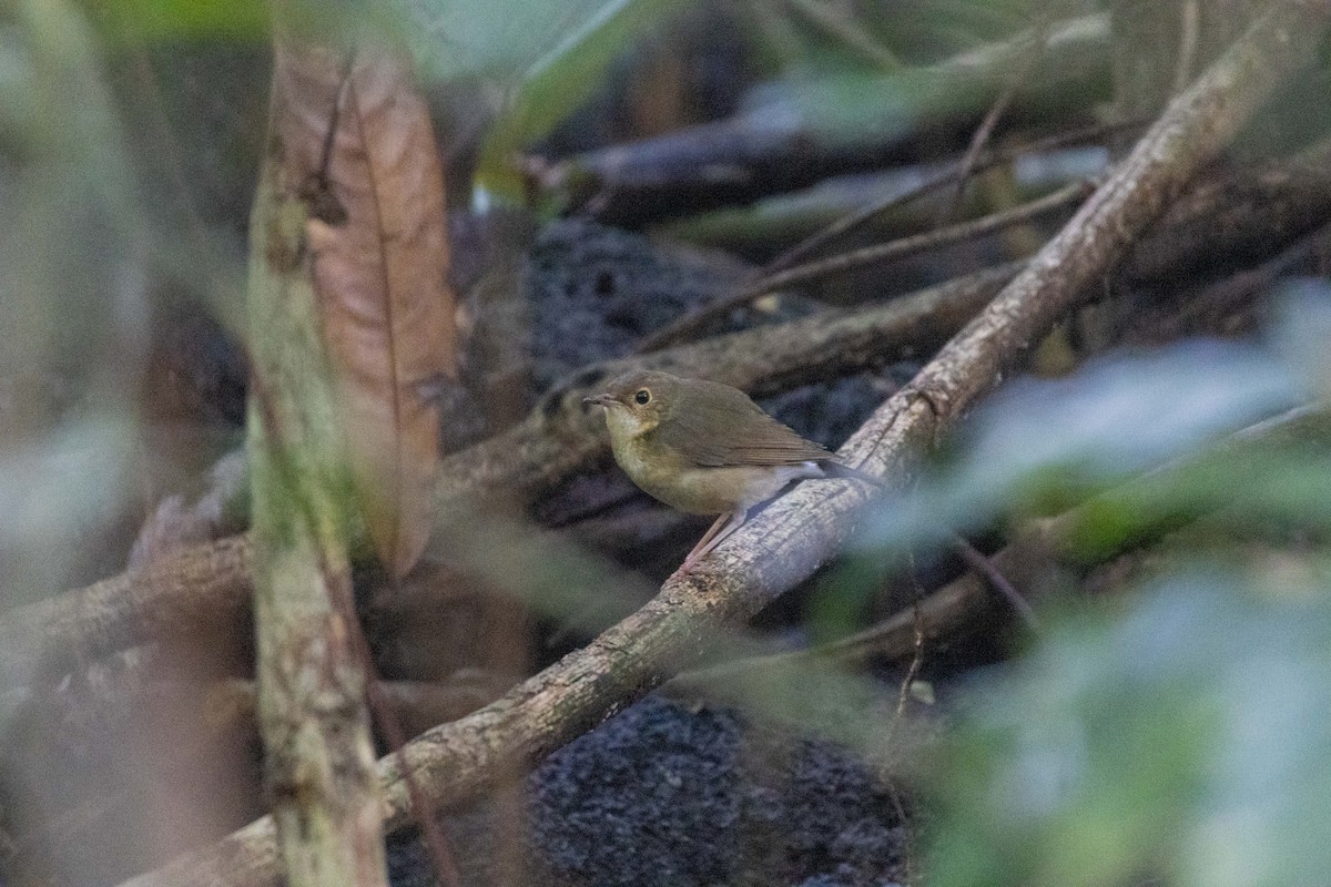 Siberian Blue Robin - ML647254108