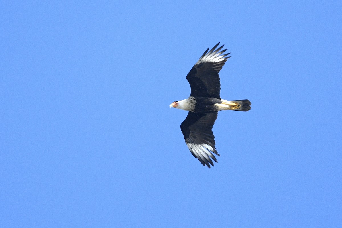 Crested Caracara - ML647254109