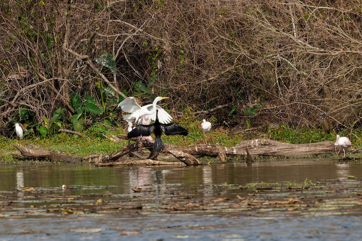 Anhinga - ML647254110