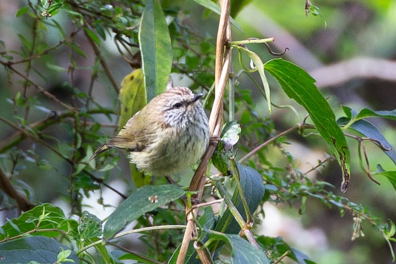 Striated Thornbill - ML647254111