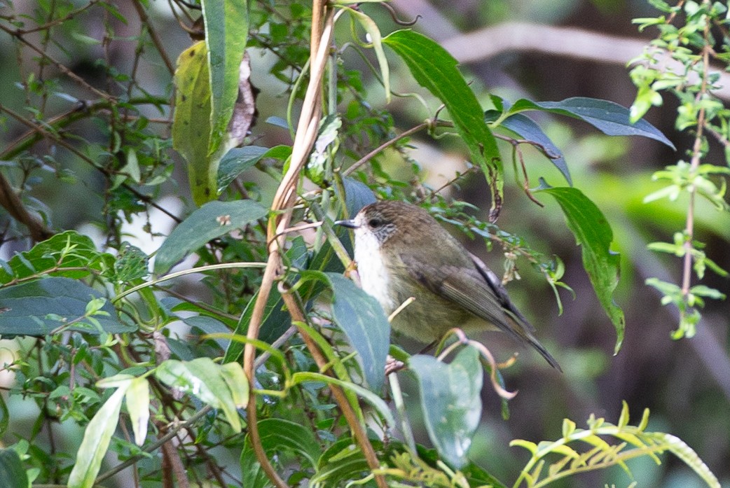 Striated Thornbill - ML647254112
