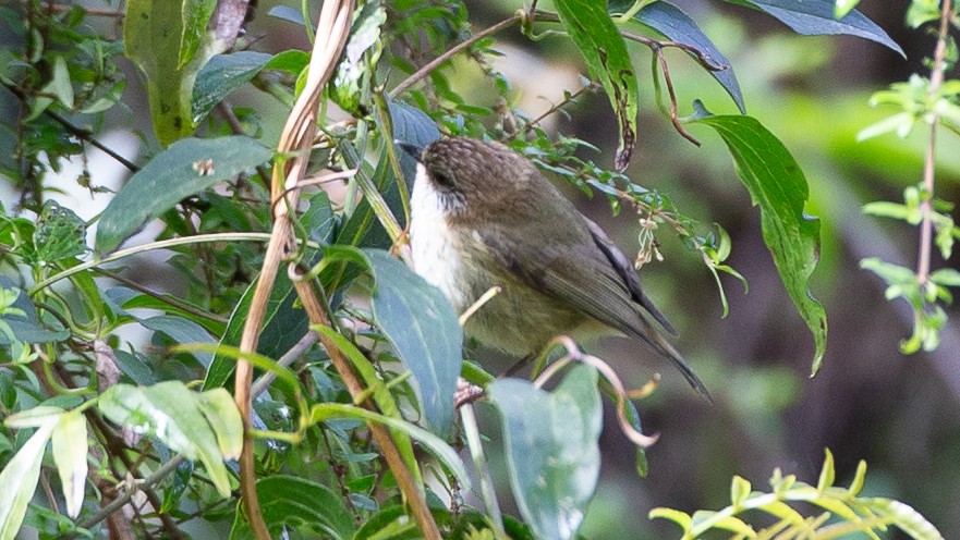 Striated Thornbill - ML647254113