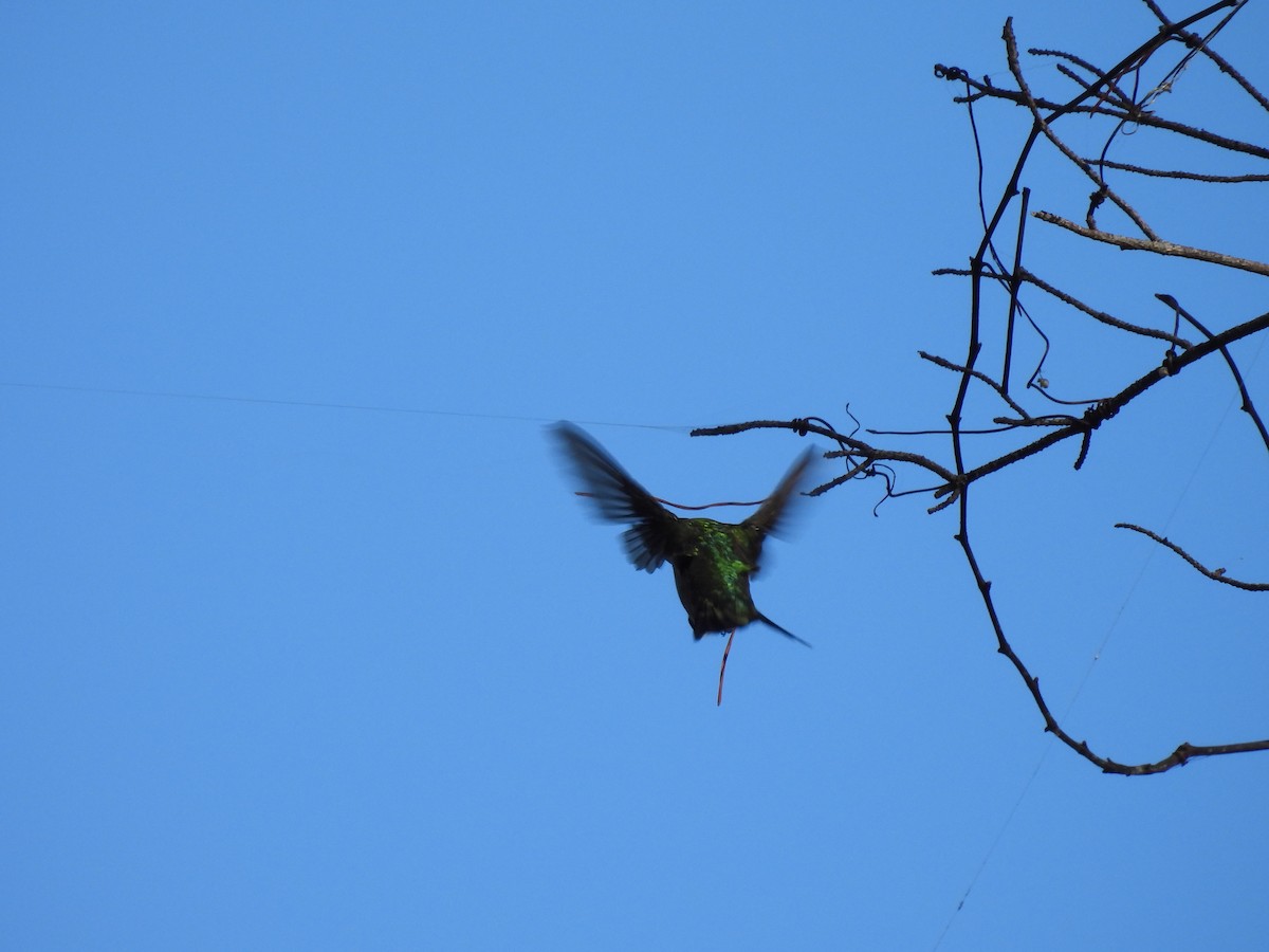 Ruby-throated Hummingbird - ML647254117