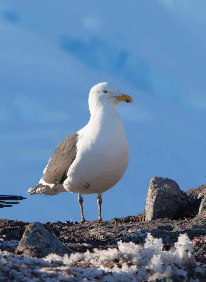 Kelp Gull - ML647254118
