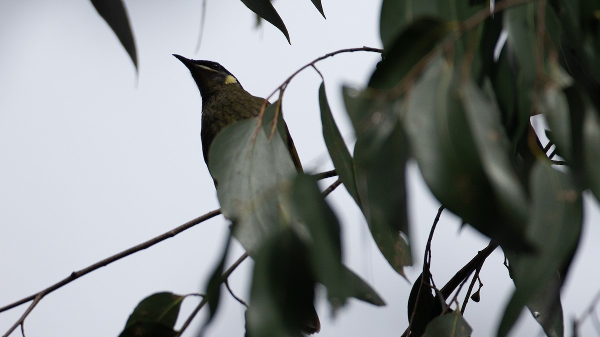 Lewin's Honeyeater - ML647254120