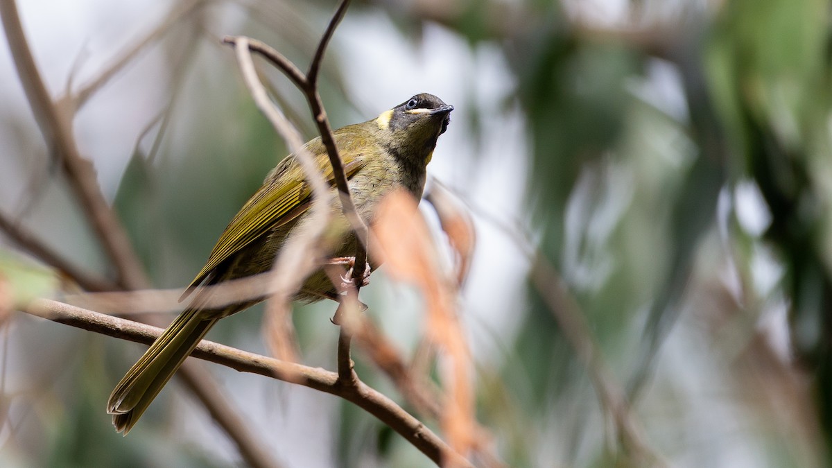 Lewin's Honeyeater - ML647254121