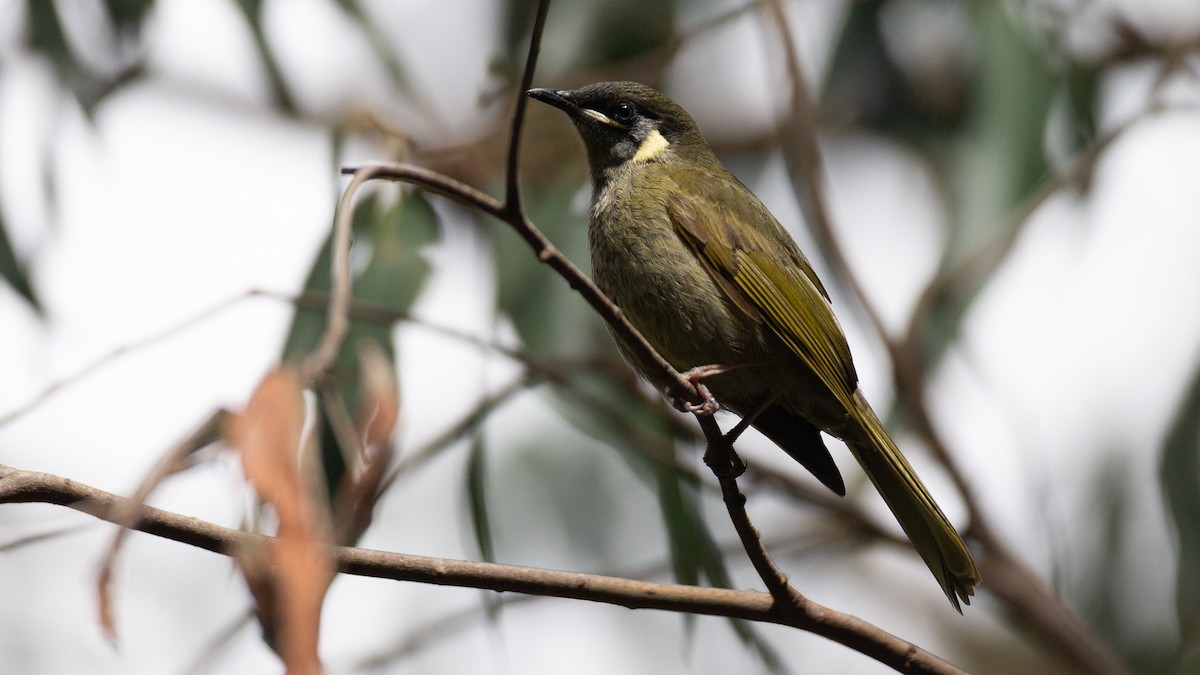 Lewin's Honeyeater - ML647254122