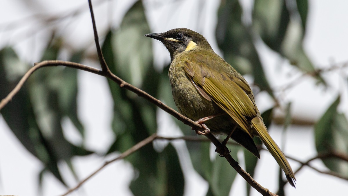 Lewin's Honeyeater - ML647254123