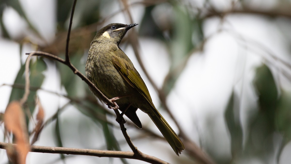 Lewin's Honeyeater - ML647254124