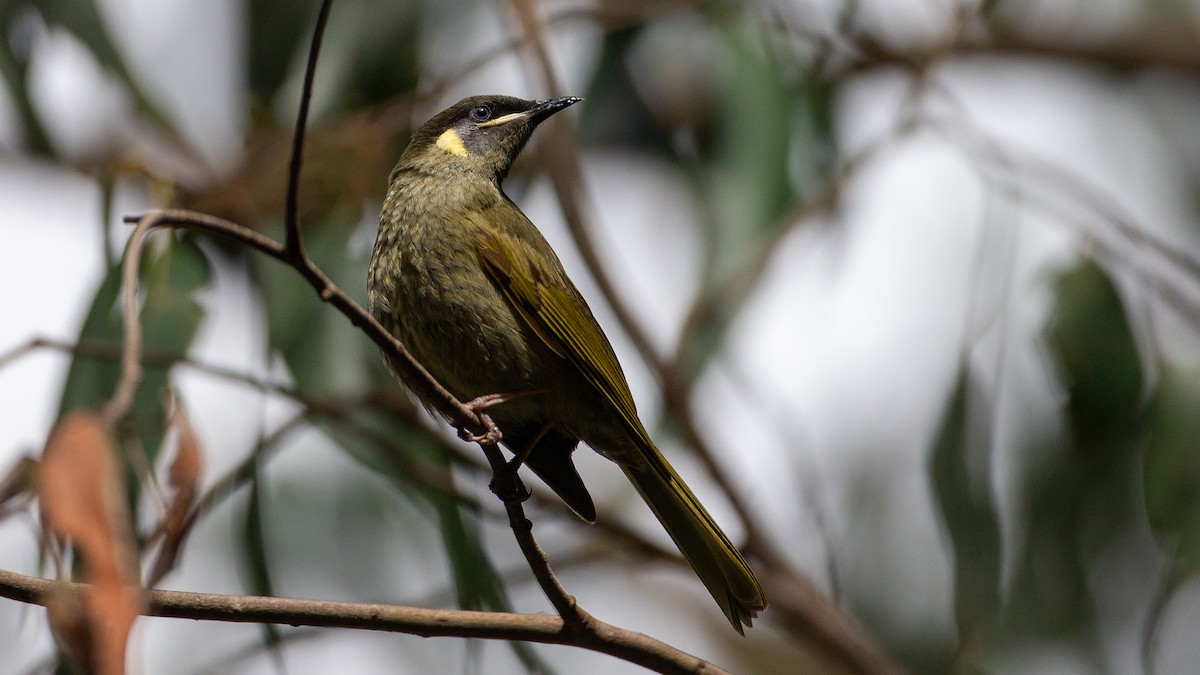 Lewin's Honeyeater - ML647254125