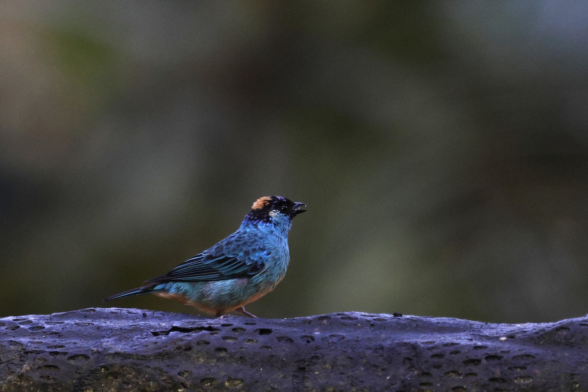 Golden-naped Tanager - ML647254127