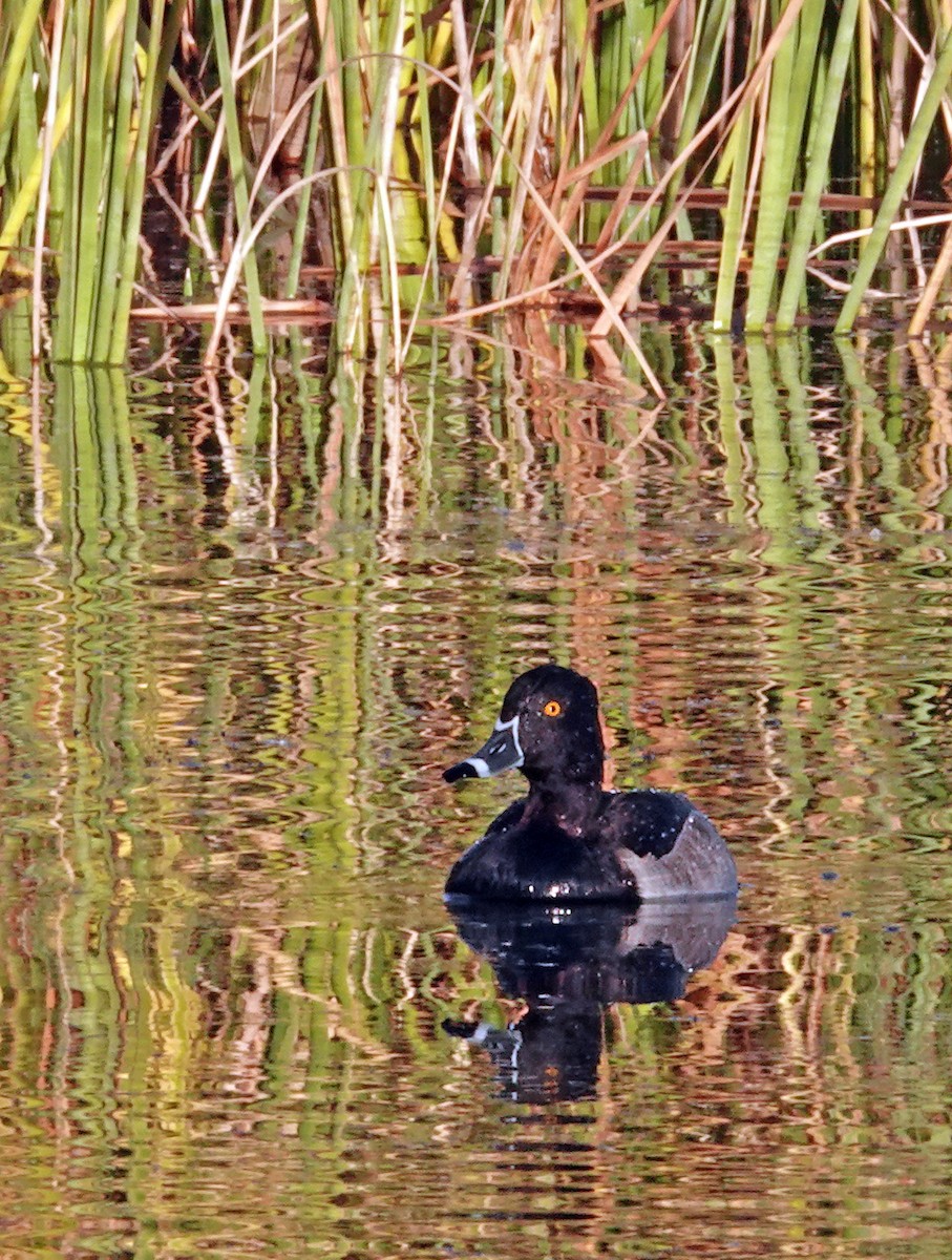 Ring-necked Duck - ML647254128
