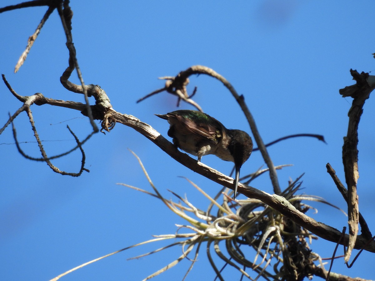 Ruby-throated Hummingbird - ML647254130