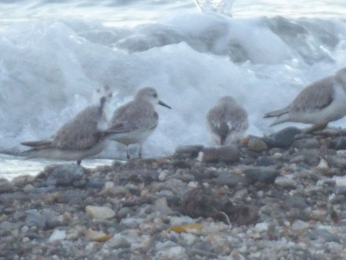 Sanderling - ML647254132