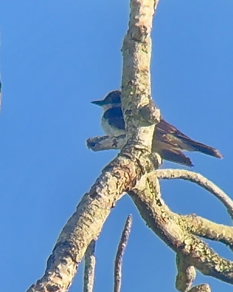 Eastern Kingbird - ML647254133