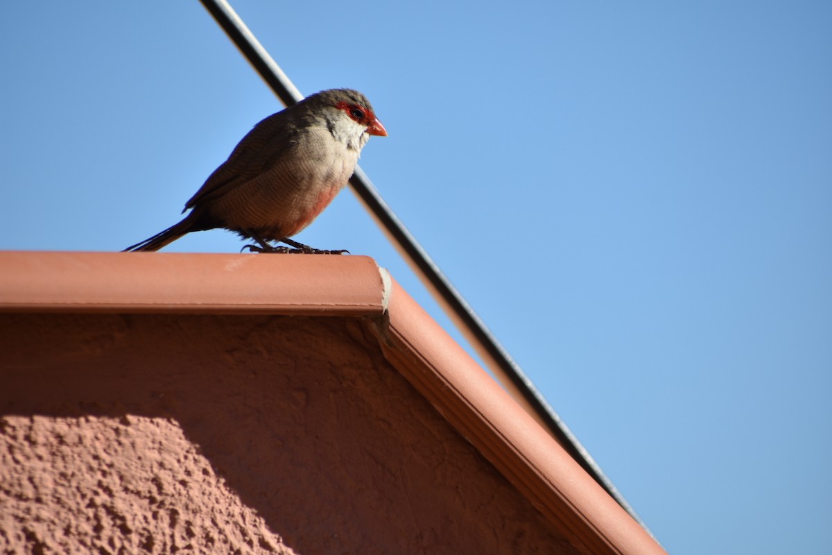 Common Waxbill - ML647254138
