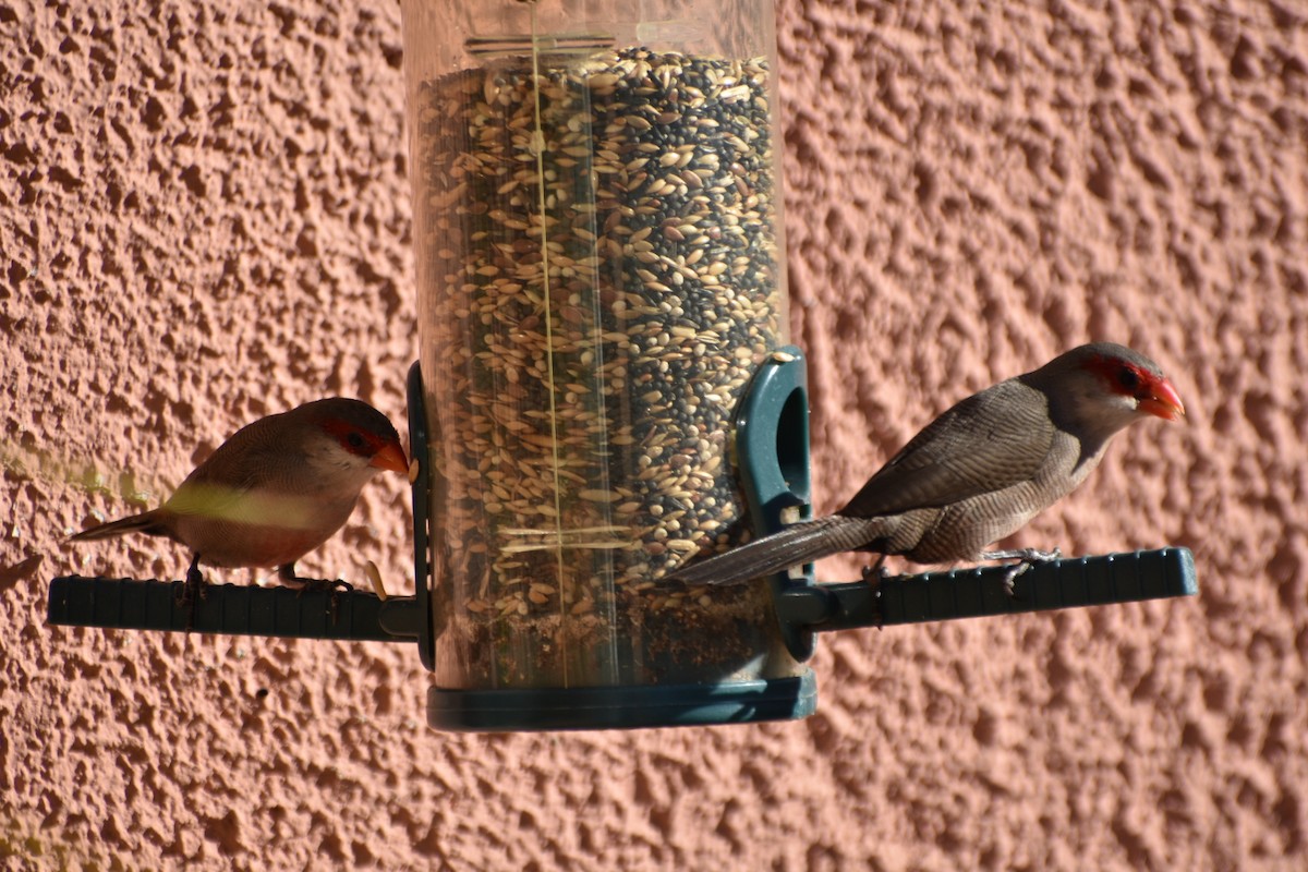 Common Waxbill - ML647254139