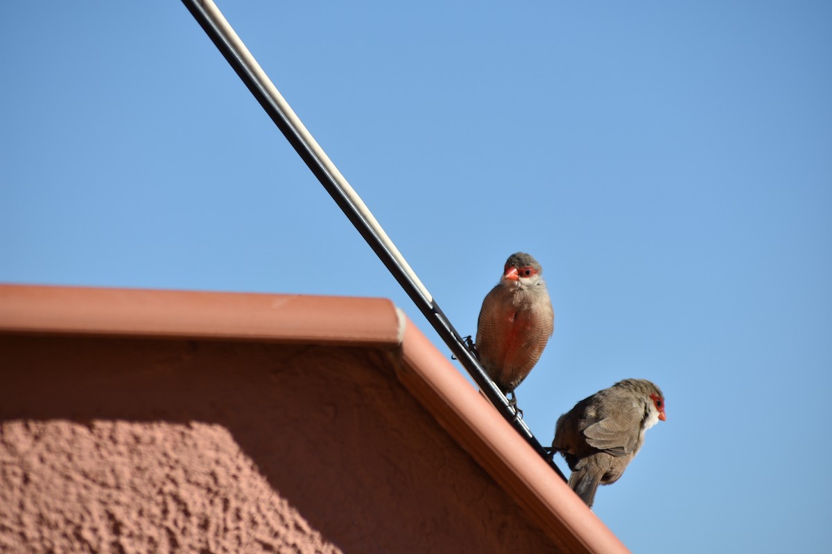Common Waxbill - ML647254140