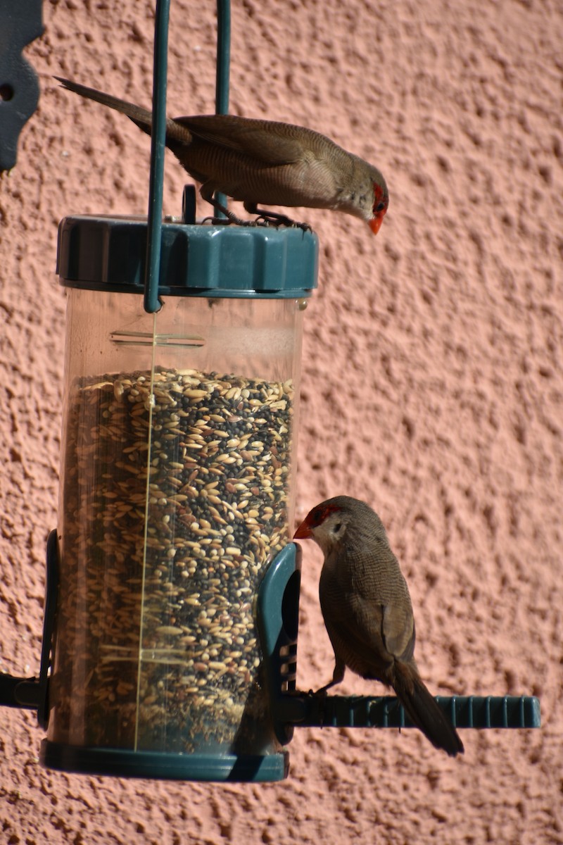 Common Waxbill - ML647254141