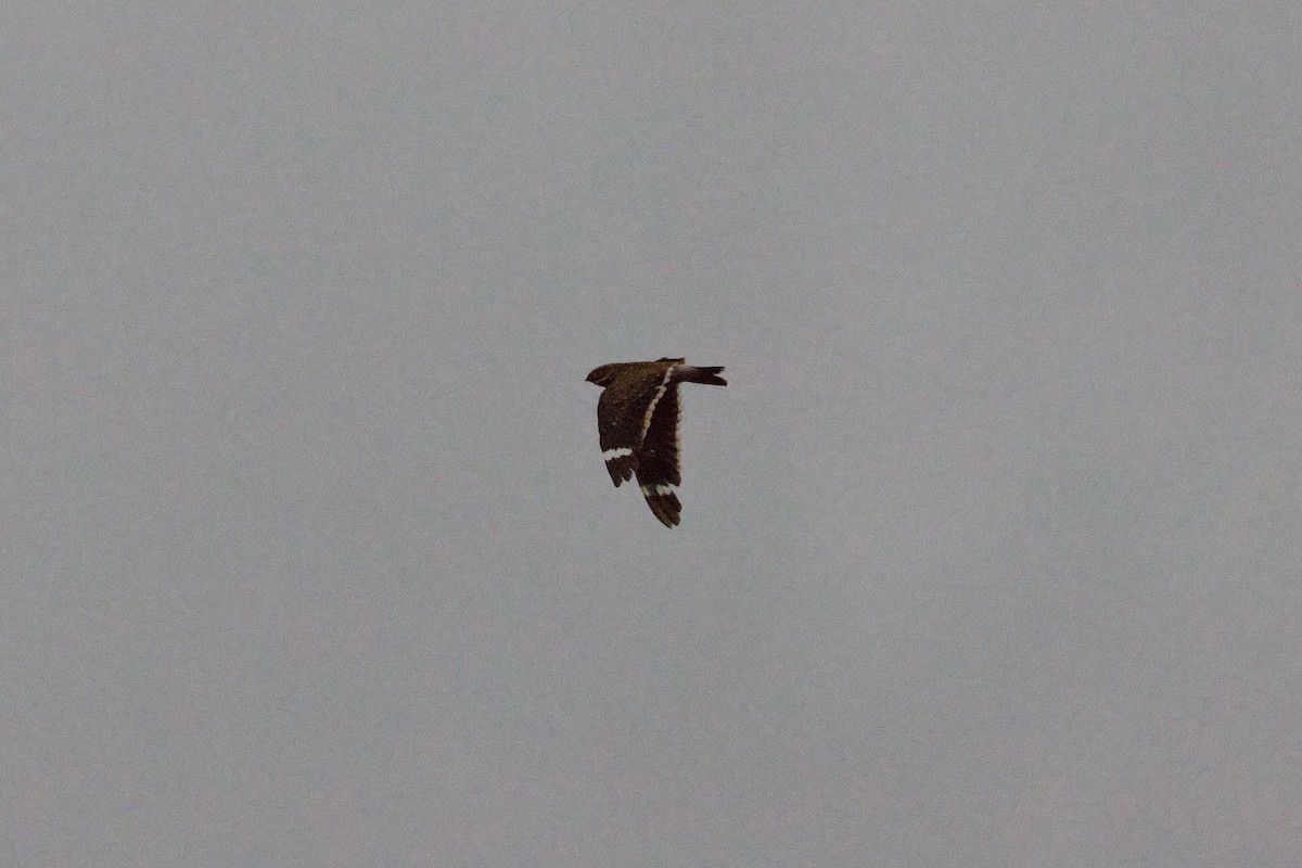 Least Nighthawk - ML647254142