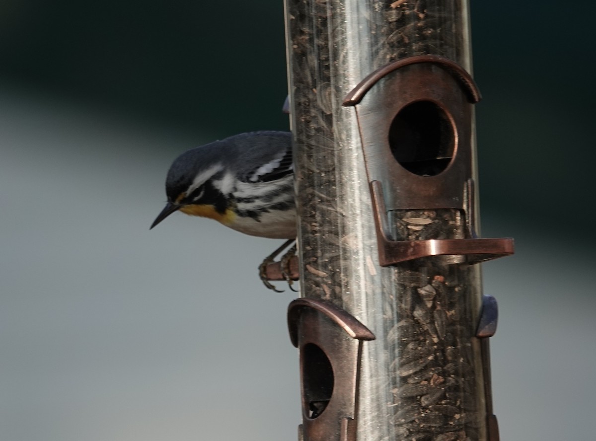 Yellow-throated Warbler - ML647254144