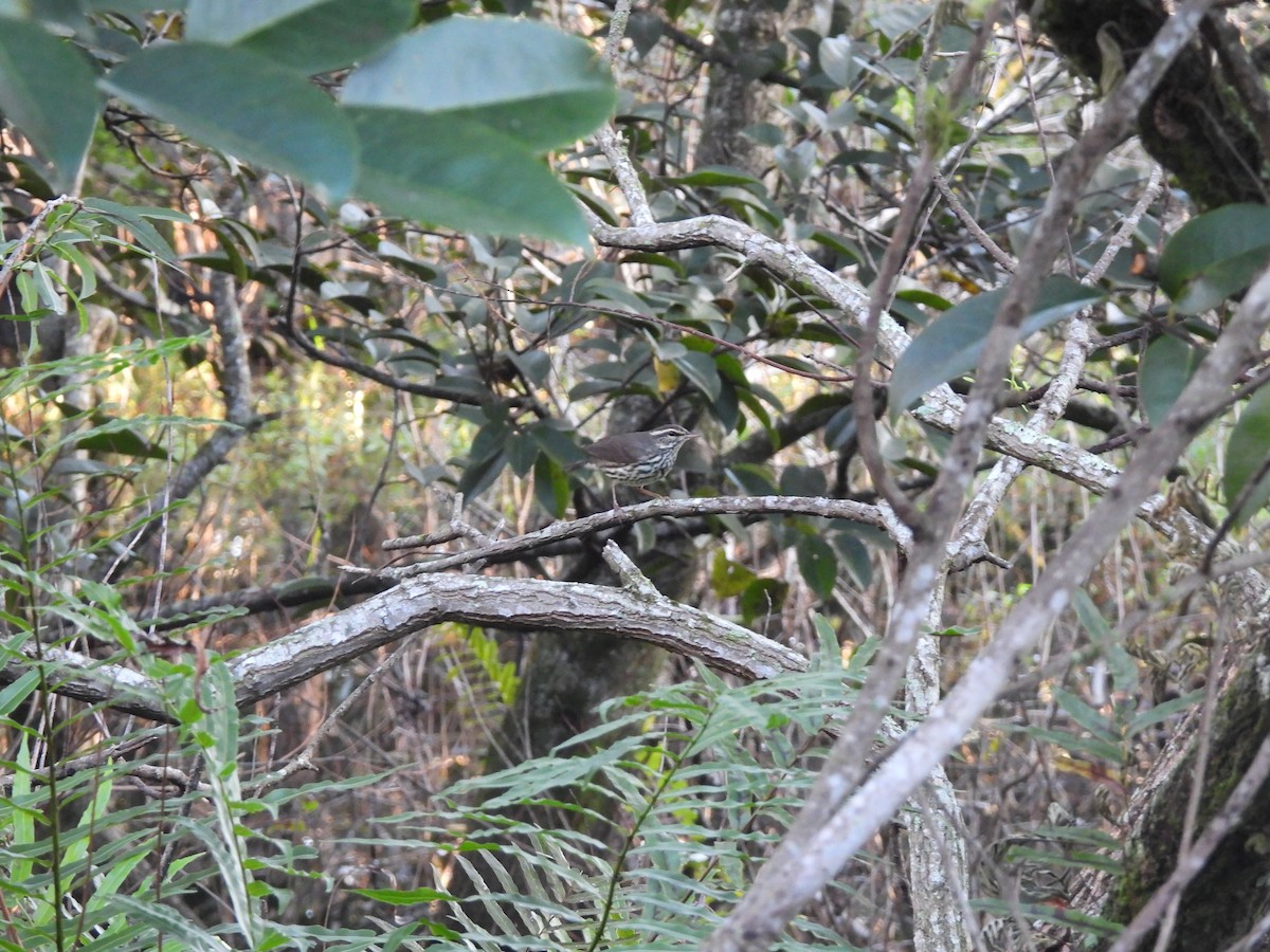 Речной певун - ML647254177