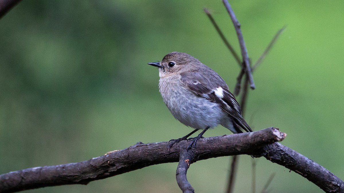 ノドアカサンショクヒタキ - ML647254180